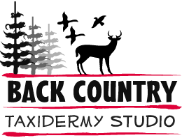 Back Country Taxidermy Studio Sponsor Logo